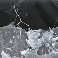 ANODES Fast-charging graphite
